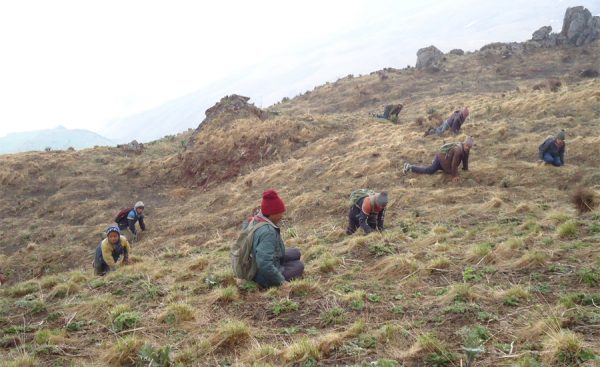 यार्सा संकलन गर्न गएकी महिलाको हिमपहिरोमा परी मृत्यु