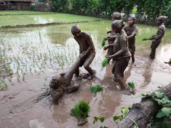 पर्याप्त वर्षाले छिटो रोपाइँ