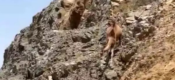 पहाडबाट खस्यो ऊँट : गम्भीर घाइते भएन, उठेर हिँड्न सक्यो (भाइरल भिडिओ)