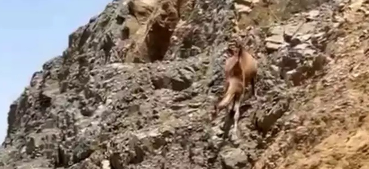 पहाडबाट खस्यो ऊँट : गम्भीर घाइते भएन, उठेर हिँड्न सक्यो (भाइरल भिडिओ)