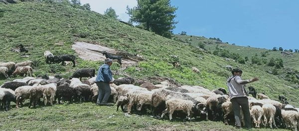 जुम्लाका १४३ जना भेडापालक किसानले पाए गोठालो भत्ता