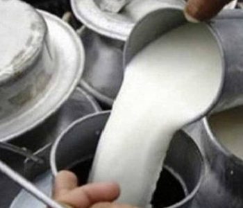 अनुदानपछि दूध उत्पादन बढ्यो