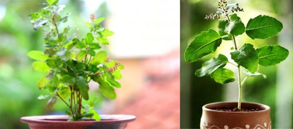 आज हरिशयनी एकादशी, तुलसीका विरुवा सारिँदै