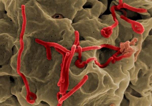 इबोलाबाट मृत्यु हुनेको सङ्ख्या २४ पुग्यो, लकडाउनसँगै राति कर्फ्यू