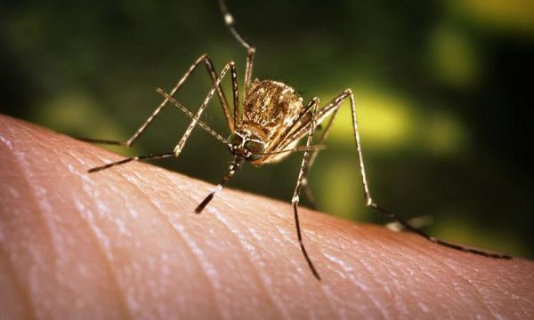 जापानिज इन्सेफ्लाइटिसबाट १४ जनाको मृत्यु