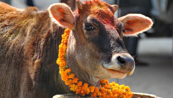 तिहारको तेस्रो दिन आज गाईको पूजा गरी मनाइँदै