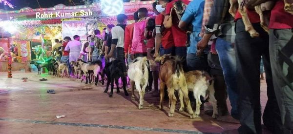राजदेवी मन्दिरमा १४ हजार ९४१ बोकाको बली