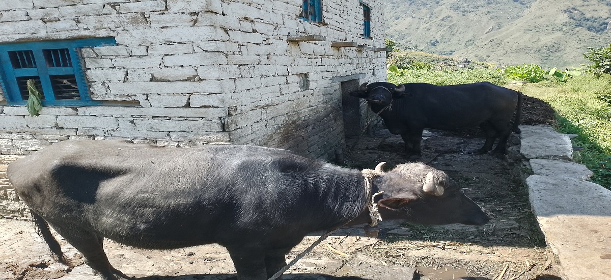 अचम्मका देउता: दुध बेच्दा रिसाउने, घ्यू बेच्दा नरिसाउने!