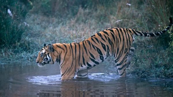 भारतमा बाघको सङ्ख्या तीन हजार ६०० नाघ्यो