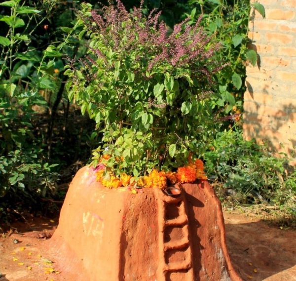 आज हरिबोधिनी एकादशी, तुलसीको पूजा  र विवाह गरिँदै