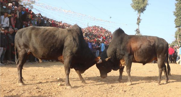 गोरु जुधाइ मेलाका रूपमा पनि चिनिँदै माघे सङ्क्रान्ति