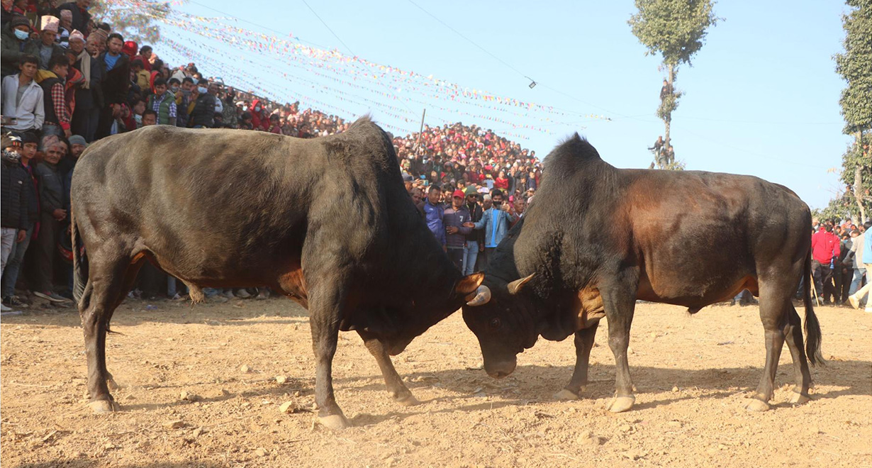 गोरु जुधाइ मेलाका रूपमा पनि चिनिँदै माघे सङ्क्रान्ति