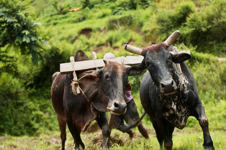 गोरुपालक किसानलाई १० हजार अनुदान