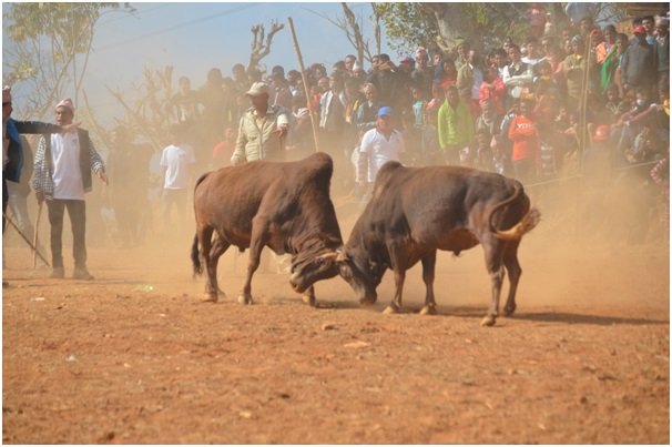 नुवाकोटमा गोरु जुधाएर मनाइयो माघेसंक्रान्ती