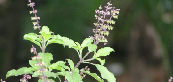 तुलसीको दल राखेर आज निर्जला एकादशी पर्व मनाइँदै