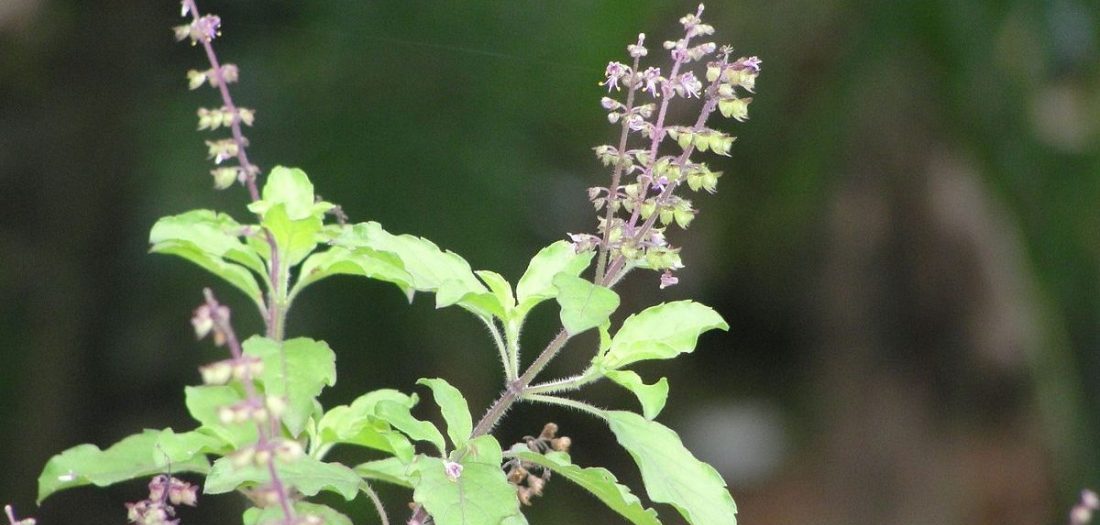 तुलसीको दल राखेर आज निर्जला एकादशी पर्व मनाइँदै