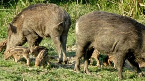 बँदेल र बाँदरको दुःखले किसान आँप खेतीतर्फ