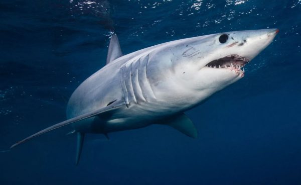 अस्ट्रेलियामा शार्कको आक्रमणबाट किशोरीको मृत्यु