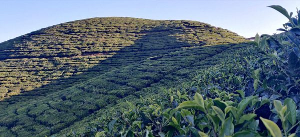 चिया खेती फस्टाउँदै, चार महिनामा करिब डेढ अर्बको चिया निर्यात