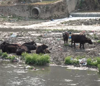 काठमाडौंका वासीन्दालाई गिज्याइरहेको बागमती (तस्वीरहरू)