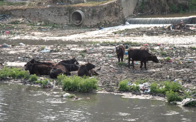 काठमाडौंका वासीन्दालाई गिज्याइरहेको बागमती (तस्वीरहरू)