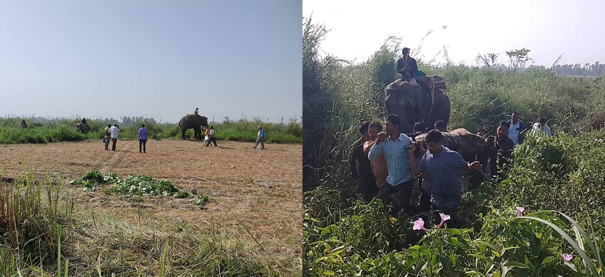 कञ्चनपुरमा बाघको आक्रमणपछि बेपत्ता महिलाको शव भेटियो, बाघ नियन्त्रणमा