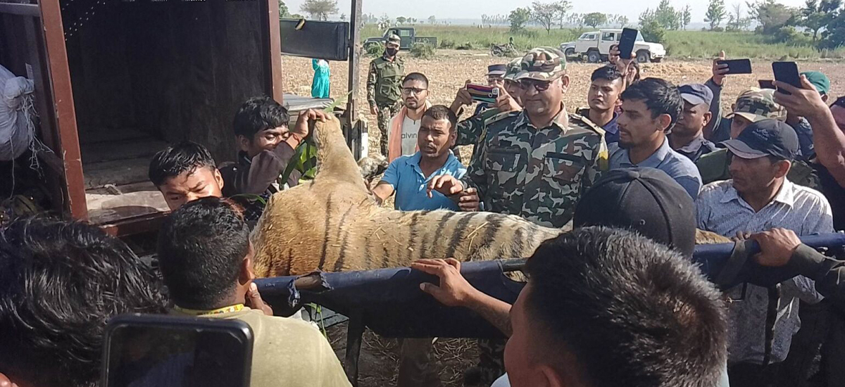 नरभक्षी बाघलाई चिडियाखानामा राखियो, महाराजासँग जोडी बाँधिदिने