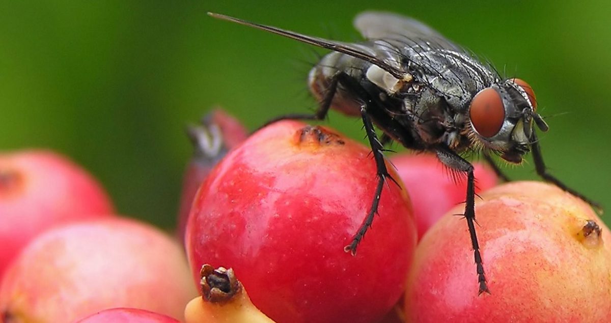 यस्ता टिप्स अपनाए आउँदैनन् फलफूलमा झिंगा