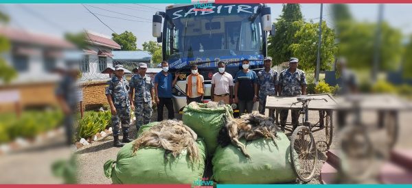 ५ सय ५६ वटा चौंरीको पुच्छरसहित महाेत्तरीबाट ४ जना पक्राउ