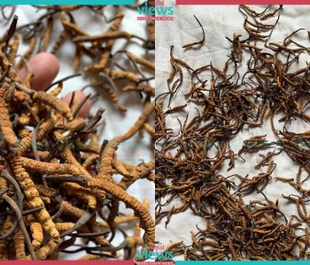 मनाङमा यार्सागुम्बा सङ्कलन थालियो