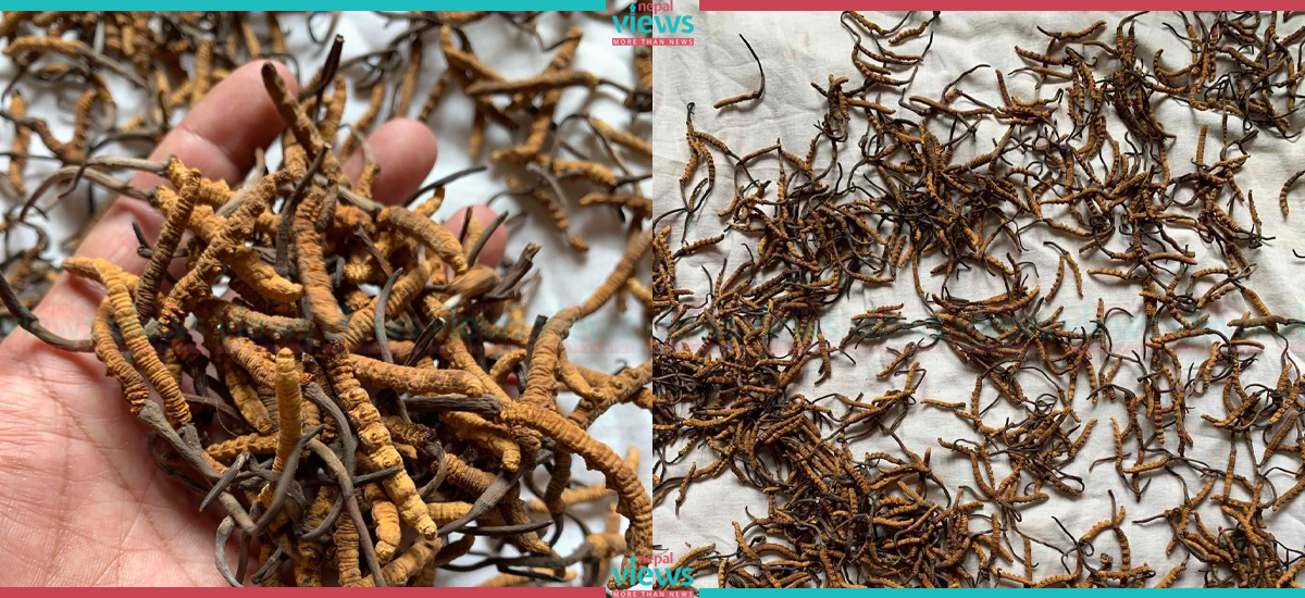 मनाङमा यार्सागुम्बा सङ्कलन थालियो