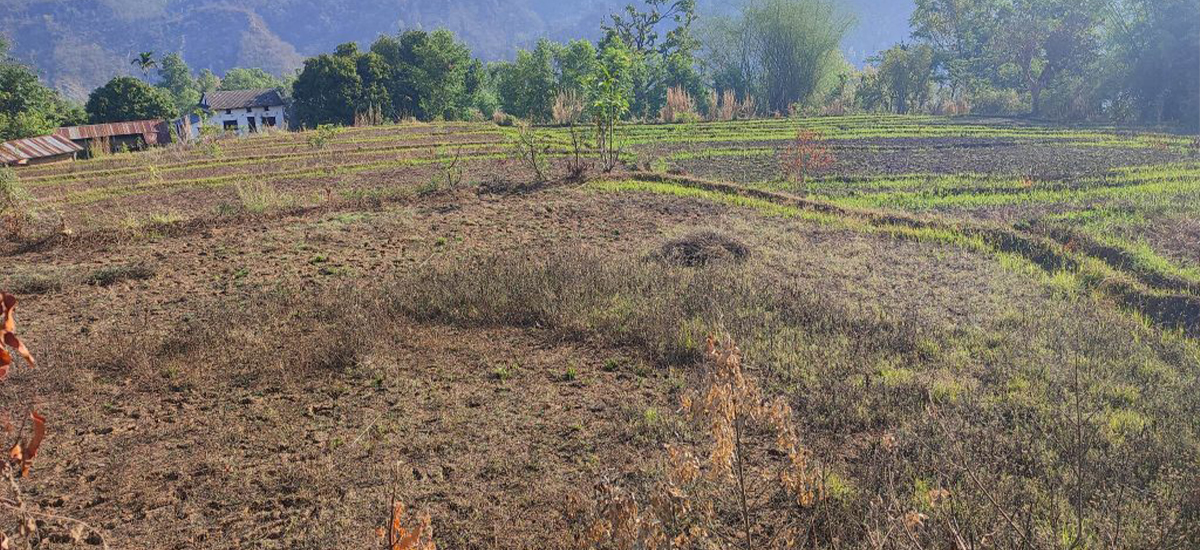 बाँदर आतङ्कले खेतीयोग्य जमिन बाँझिदै