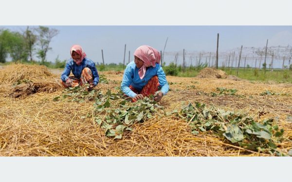 मेचीपारि जग्गा नेपालको, खेतीपाती भारतीयको