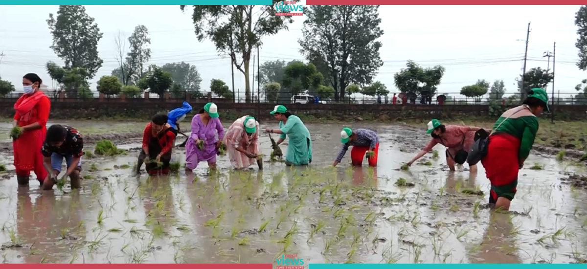 देशभर ९८ प्रतिशत रोपाइँ सम्पन्न