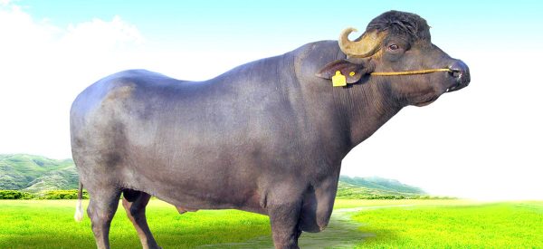 मुर्रा राँगाबाट वीर्य सङ्कलन गरी वितरण सुरु