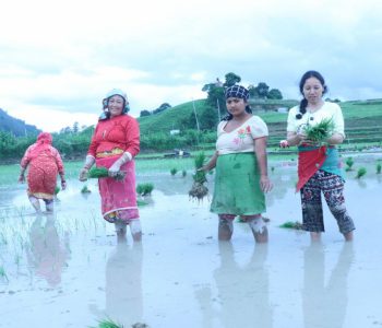 वर्षा कम हुँदा गण्डकीमा अपेक्षित रोपाइँ हुन सकेन