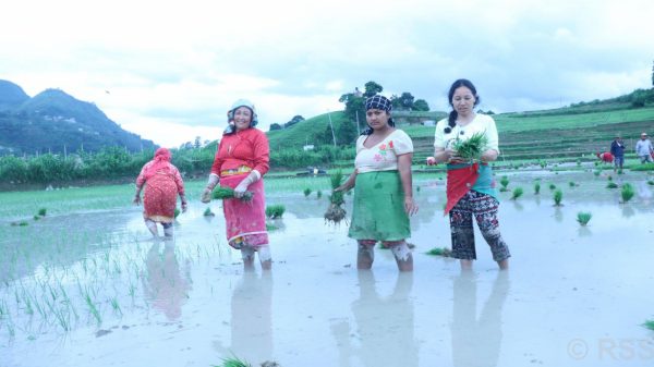 आकाशे पानीको भर पर्नुपर्ने खेतमा रोपाइँ गर्न ढिलाइ