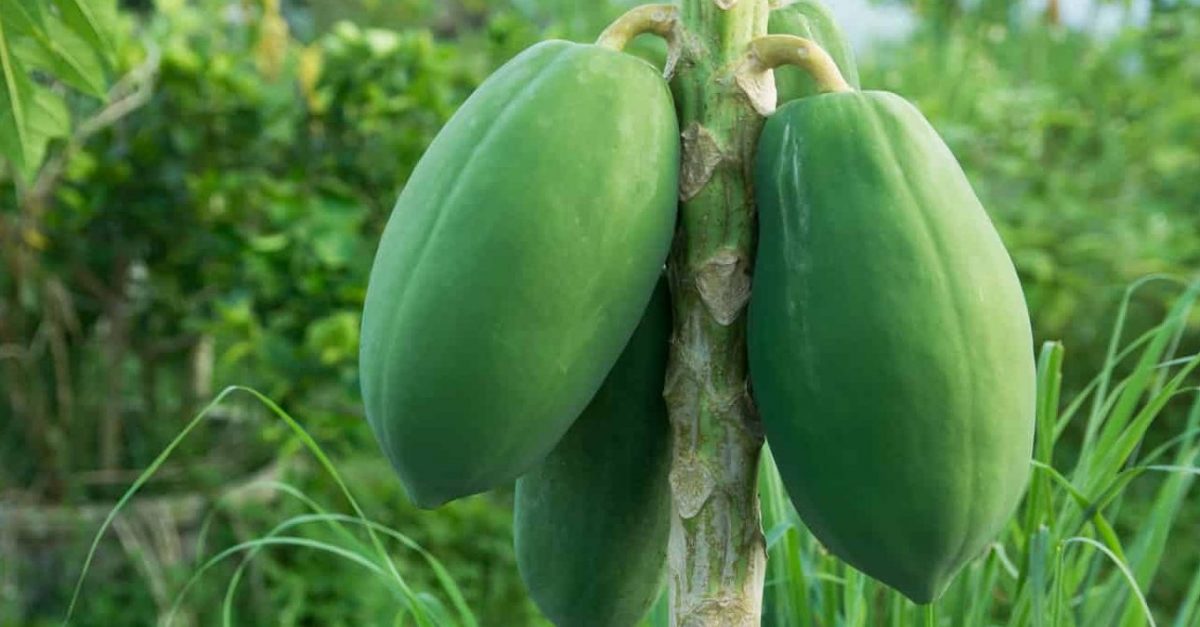 गर्भावस्थामा के खानु हुँदैन ?