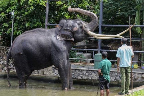  २९ वर्षको हात्ती श्रीलंकाले थाइल्याण्डलाई नै फिर्ता गर्‍यो, ७ लाख डलर खर्च