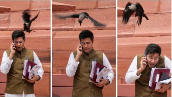 भारतमा आपका सांसद चड्डालाई कागले ठूँगेको तस्वीर भाइरल, भाजपाले भन्यो, ‘झुट बोले कौवा काटे’