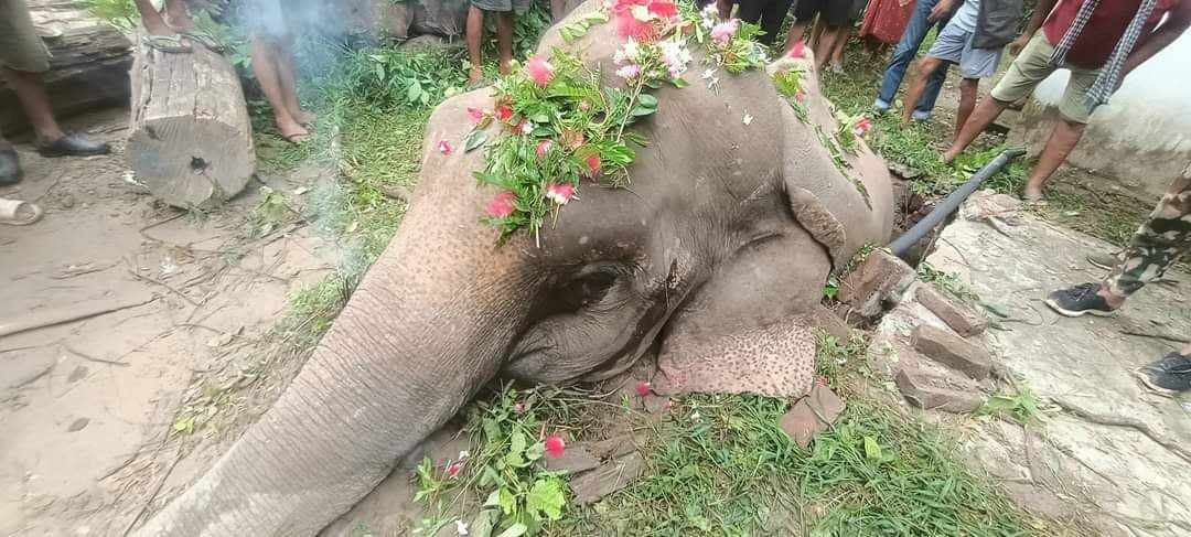 झापामा फेरि मृत अवस्थामा भेटियो जंगली हात्ती