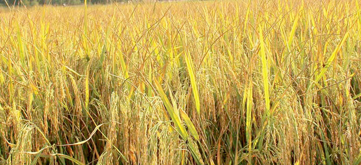 धानबाली जोगाउन लाखौं पङ्क्षी मारियो