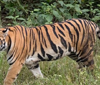 चितवनबाट बर्दिया पठाइयो ‘मान्छे खाने’ बाघ