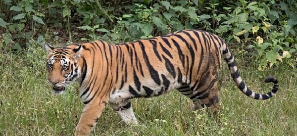 चितवनबाट बर्दिया पठाइयो ‘मान्छे खाने’ बाघ