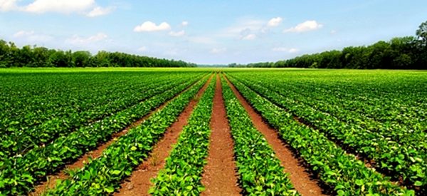 कृषि गणना : १० वर्षमा ९ प्रतिशतले घटे कृषक, राँगा-भैंसीको संख्या साढे दुई लाख कम
