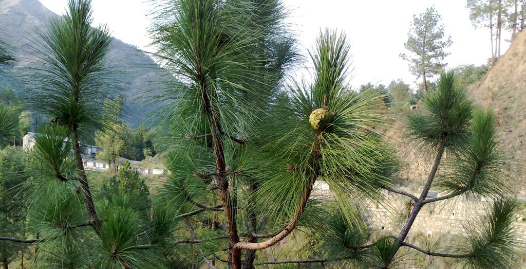 यस्ता रुख काट्नु अशुभ मानिन्छ