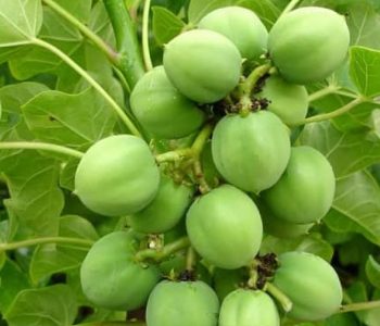 अनौठो बिरुवा जसले डिजेल दिन्छ