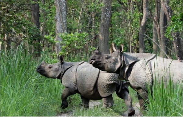 चितवन राष्ट्रिय निकुञ्जमा गैँडाको आक्रमणबाट नेचर गाइडको मृत्यु