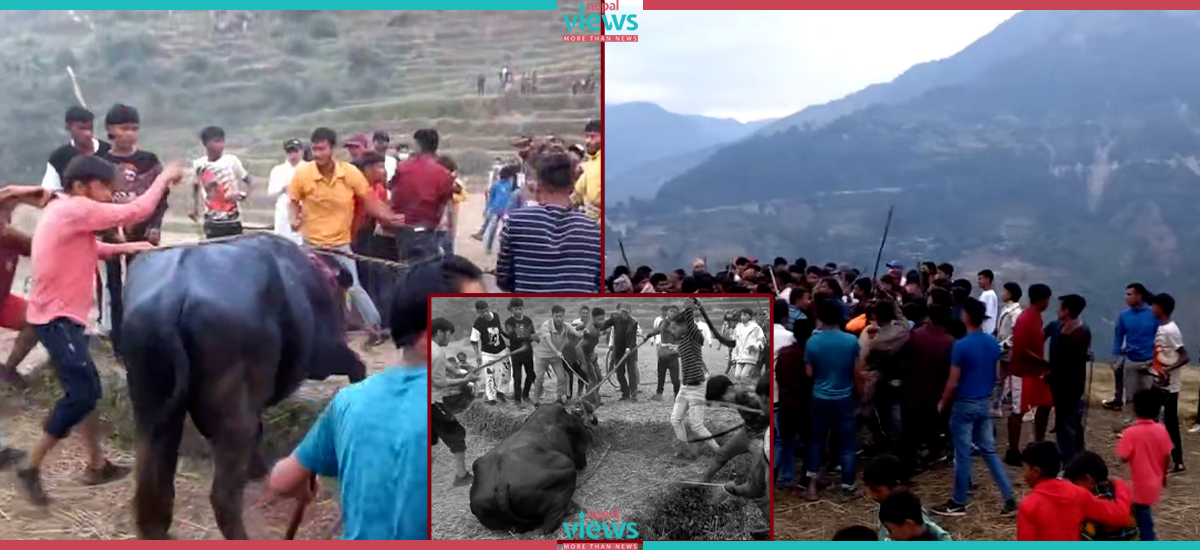 बलिको नाउँमा पशुहत्या गर्न ‘मान्छे पशु भएपछि… (भिडिओ)