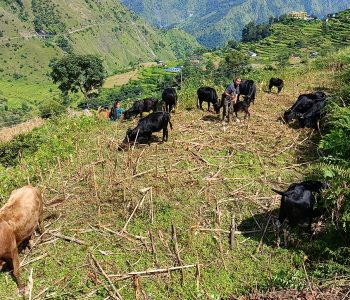 ‘बुकी’बाट बेँसी झर्न थाले गोठाला